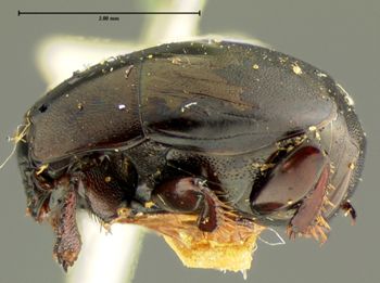 Media type: image;   Entomology 6943 Aspect: habitus lateral view
